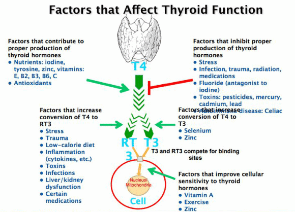 Ought To I Take Creatine To Build Muscle? Ohio State Health & Discovery